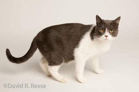 AlliCat-1