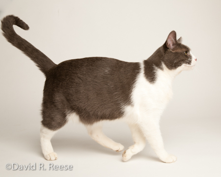 AlliCat-2