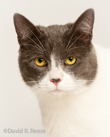 AlliCat-3