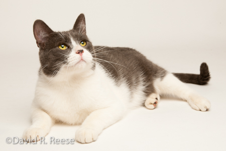 AlliCat-4