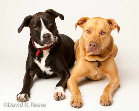 Della&Saffron-1