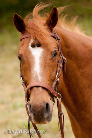 KatieHorse-2