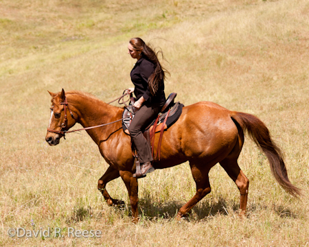 KatieHorse-3