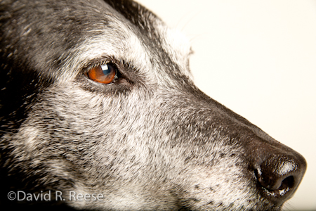Roscoe-2