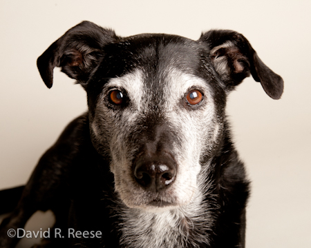 Roscoe-3
